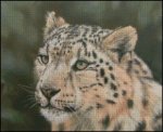 (image for) Snow Leopard Face